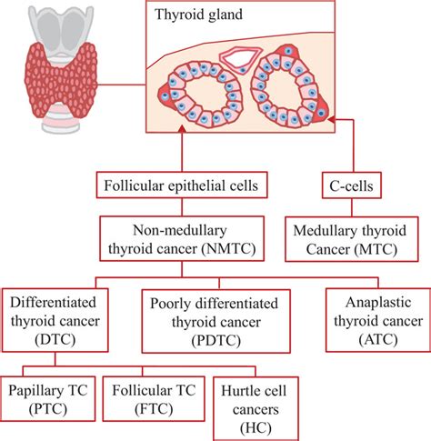 Molecular Basis And Targeted Therapies For Radioiodine Refractory