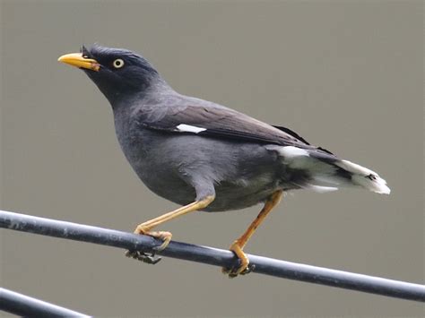 Javan Myna Ebird