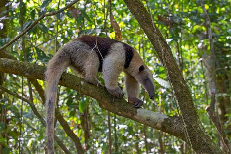 Drake Bay Archives Costa Rica Travel Life