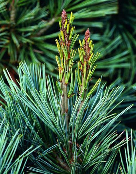 Pinus Parviflora Cleary Japanese White Pine Kigi Nursery