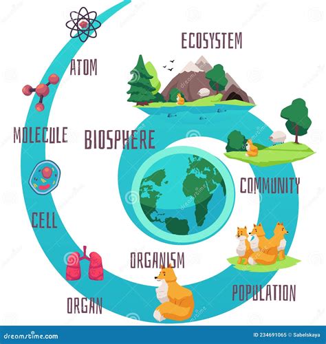 Biodiversity And Classification Of Biosphere Life Infographics Cartoon