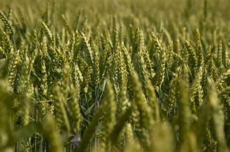 Espigas De Cebada En Un Campo De Cultivo Agricultura En Italia Foto