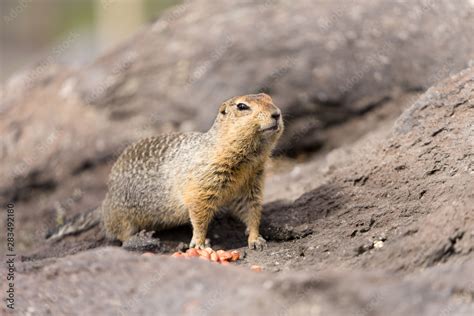 Portrait Of A Brave Curious Ground Squirrel Latin Spermophilus Also