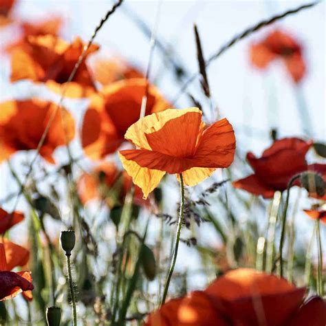 Poppy Flower Meaning And Symbolism Remembrance And Beyond