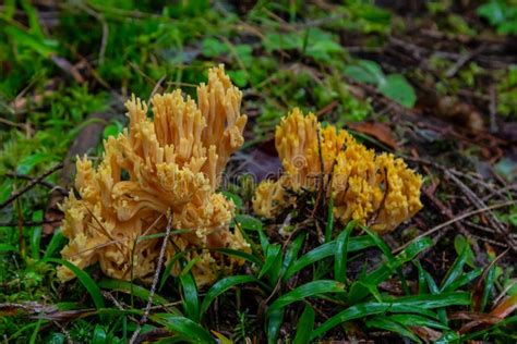 Yellow Edible Coral Mushroom Ramaria Flava Mushroom in the Forest ...