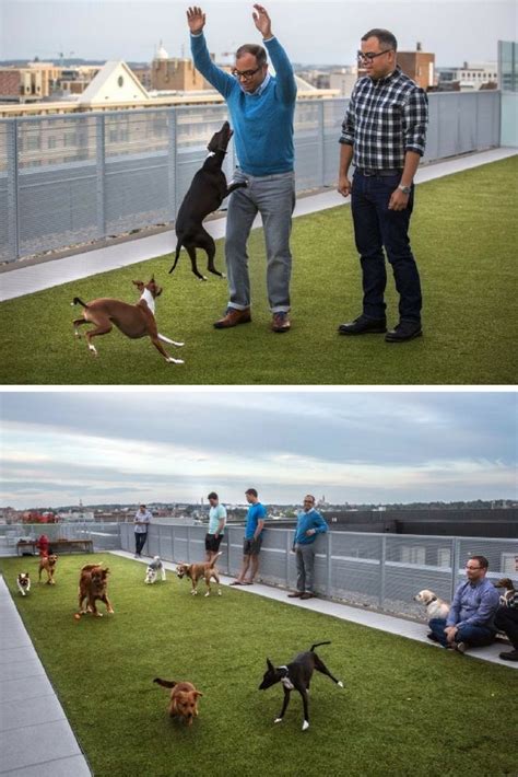 This dog-friendly apartment building has a pup park on the roof | Dog friendly apartments, Dog ...