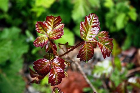 5 Leaf Vine The Virginia Creeper Vine With 5 Leaves Plantsnap