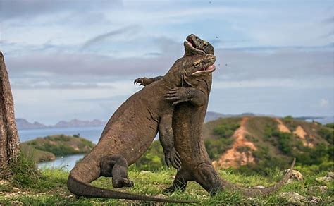 How Many Komodo Dragons Are Left In The World Worldatlas