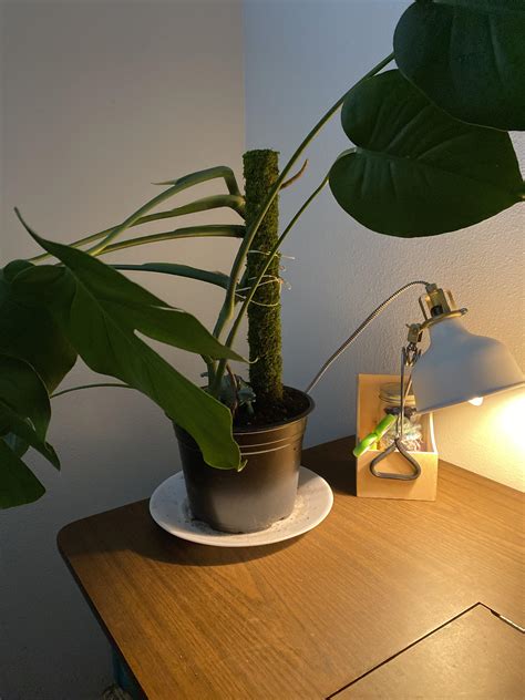 mealy bug questions : r/plantclinic