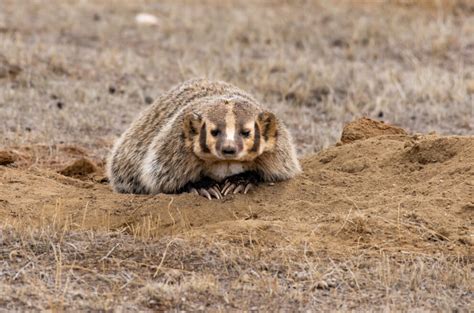 American Badger - NDOW