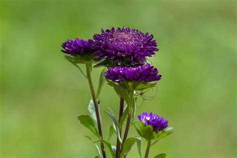 Darmowe Zdjęcia aster płatki ogród z kwiatami Natura lato kwiaty