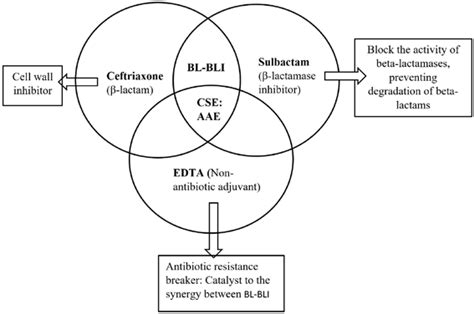 The mechanism of action of CSE Note: CSE: Ceftriaxone+Sulbactam+EDTA,... | Download Scientific ...