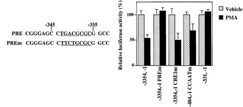 Mutation Analysis Of The 5 Flanking Region And Regulation Of 1 Ar