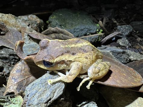 Frogs And Toads From Santa Marta Dist Esp Santa Marta Magdalena