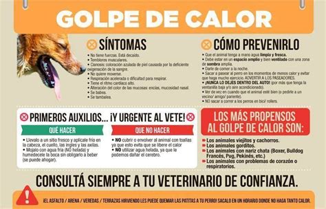 C Mo Actuar Ante Un Golpe De Calor