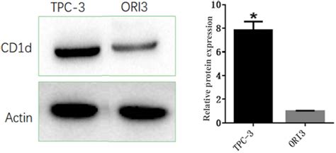 Cd D Affects The Proliferation Migration And Apoptosis Of Human