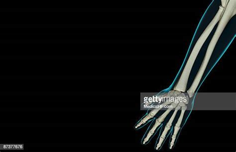 Wrist Forearm Anatomy Photos And Premium High Res Pictures Getty Images