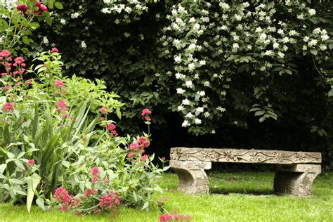 10 Plants For Privacy That Will Turn Your Yard Into A Hidden Paradis