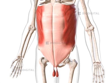 Muscles Of Abdomen Biodigital Anatomy