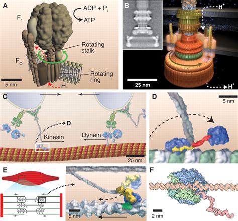 Motor Proteins At Work For Nanotechnology Science