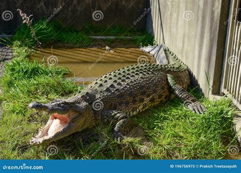 Crocodile In Oniyama Jigoku One Of The Tourist Attractions