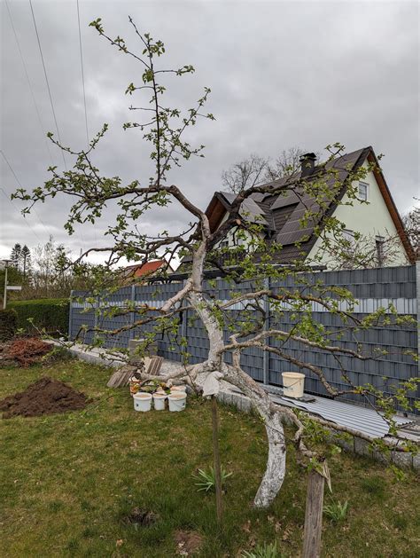 Rindenbrand An Meinem Apfelbaum Hausgarten Net