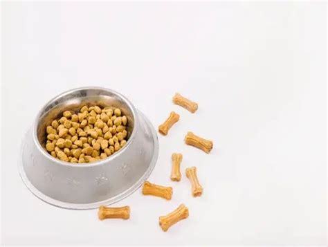 Types of Dog Food - All You Need To Know