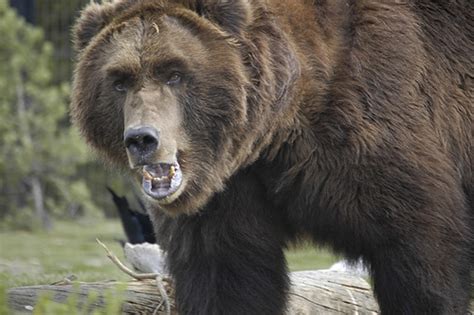 Grizzly bear attack ~ unique animal wallpapers