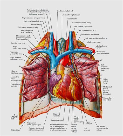 Pin By Rugvednyk On QUOTES Basic Anatomy And Physiology Medical