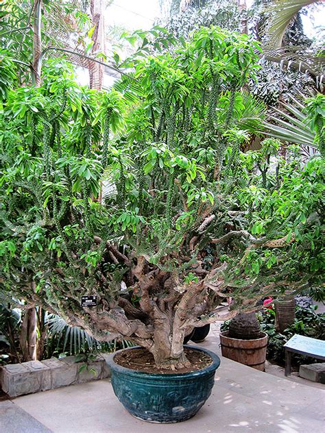 Crested Oleander Leaved Cactus Euphorbia Neriifolia Cristata In