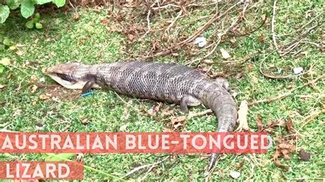 Australian Blue Tongued Lizard In Our Backyard Youtube