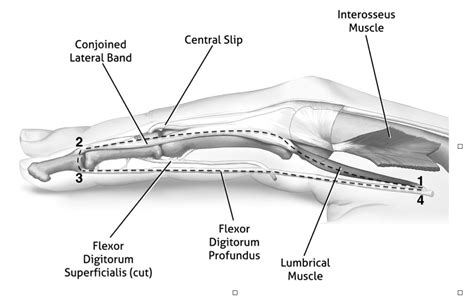 What is the lumbricals function? | Hand Therapy Academy