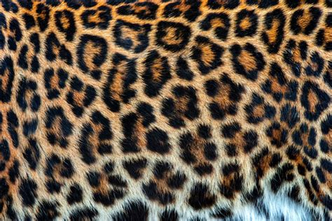 Real Cheetah Fur