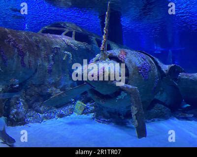 Sunken Plane Under Water In Antalya Aquarium Of Turkey Stock Photo Alamy