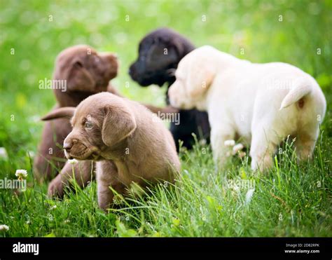 Lab Puppies Playing in Grass Stock Photo - Alamy