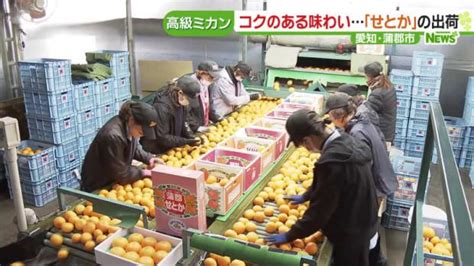 【画像】糖度の高い大玉ミカン「せとか」の出荷始まる 贈答品として人気のある高級ミカン 愛知・蒲郡市 22 ライブドアニュース