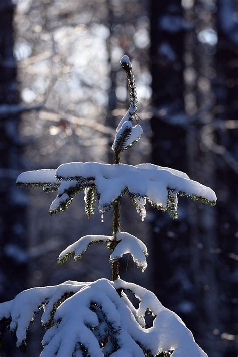 松树 分行 雪 - Pixabay上的免费照片 - Pixabay