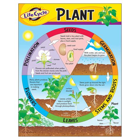 CHART LIFE CYCLE OF A PLANT K-3 - Walmart.com - Walmart.com