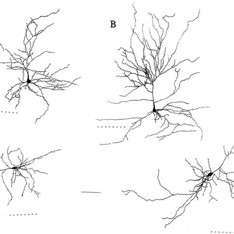 Serial Reconstruction Of Biocytin Filled Spiny Pyramids In Layer Vi