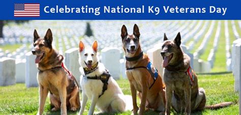 Celebrate National K9 Veterans Day - BudgetVetCare