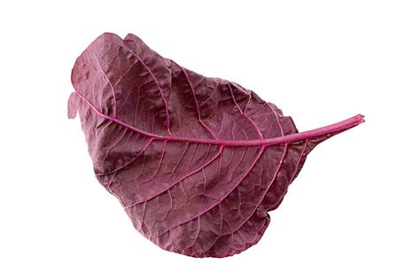 Red Spinach Leaves Isolated On White Background Green Amaranthus