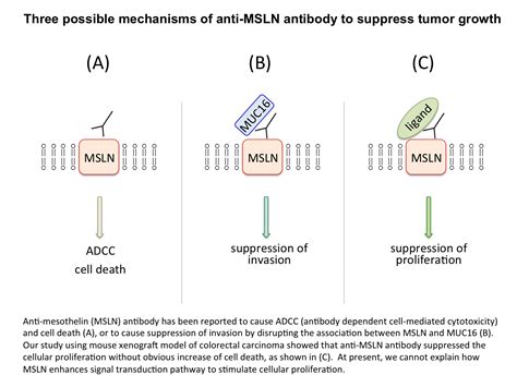 Cancers Free Full Text The Inhibitory Effects Of Anti Erc