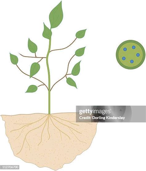 Plant Roots Cross Section High Res Illustrations Getty Images