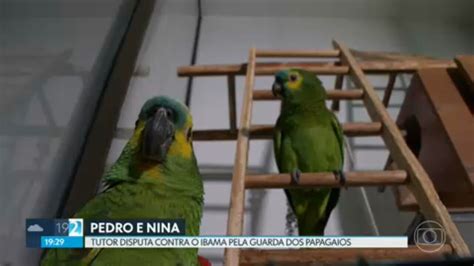 Vídeo Dono de papagaios disputa contra o Ibama pela guarda dos animais