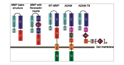 Active Metalloproteases Of The A Disintegrin And Metalloprotease Adam