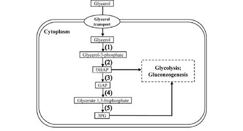 Schematic of glycerol transport and cellular metabolism processes. (1 ...