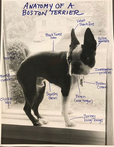 Anatomy Of Our Boston Terrier