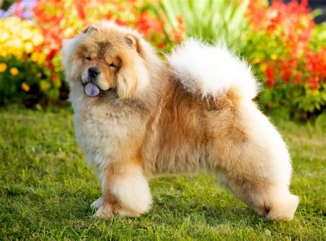 Chow Chow Ultimate Guide Pictures Characteristics And Facts Animals