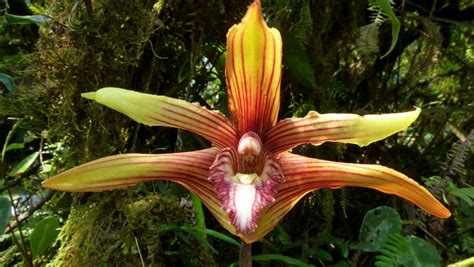 Maxillaria Striata Andreas Kay Flickr