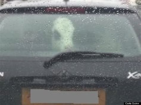 Cow Photographed Riding In The Back Seat Of A Citroen Xsara Picture